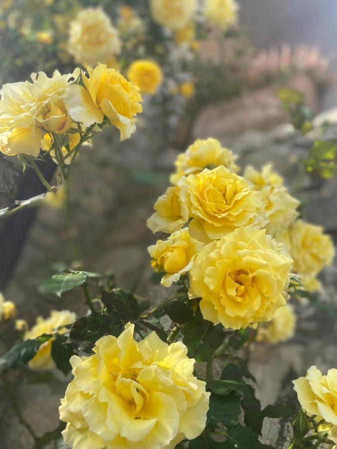 B&B Fior Di Toscana 세라발레 피스토이에세 외부 사진